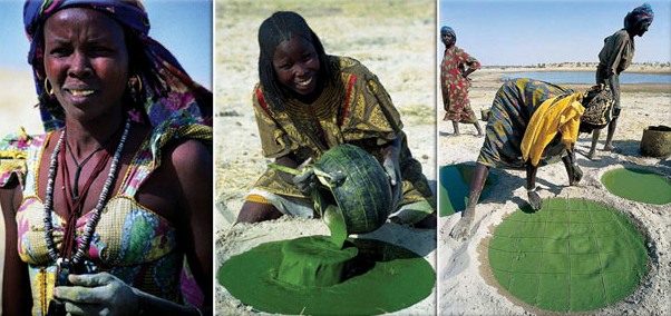 Kobiety plemienia Kanembu w Czadzie do dziś pozyskują spirulinę by wyrabiać z nich zielone ciasto "dihé". Autor zdjęć: Marzio Marzot, Raport FAO)