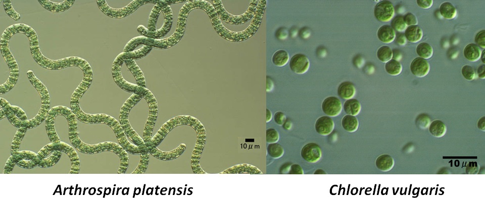 Sinice z rodzaju Arthrospira (nazywane handlowo Spirulina) i zielenice z rodzaju Chlorella - najważniejsi gracze na mikroalgowym rynku